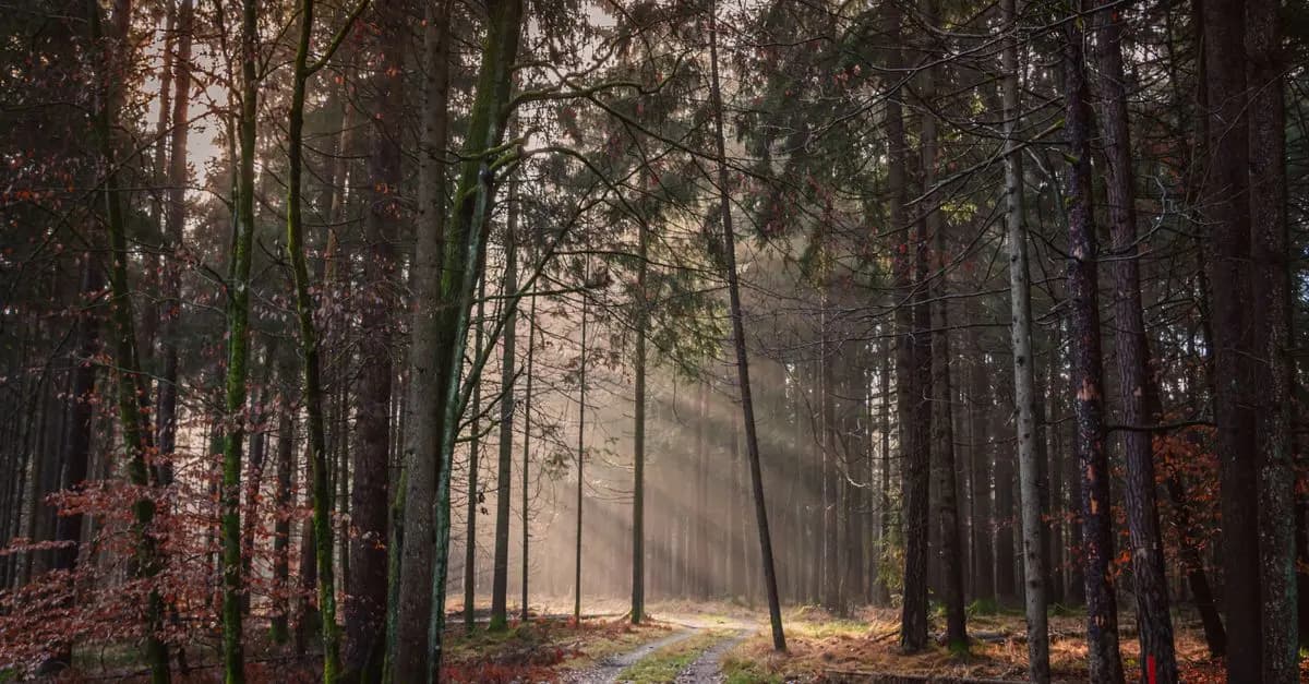 Comment pratiquer la relaxation en pleine nature pour tous