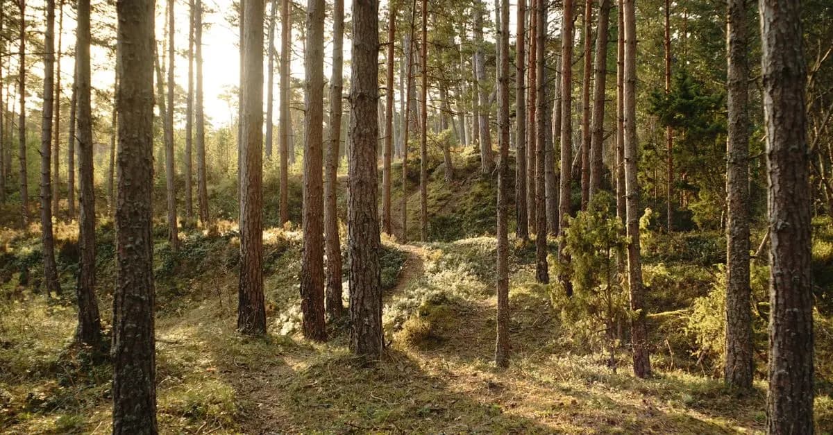 Les bienfaits de la nature sur la relaxation pour tous