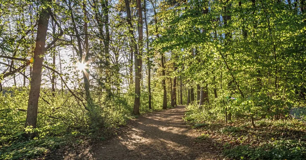 Les bienfaits de la marche en pleine nature pour votre relaxation