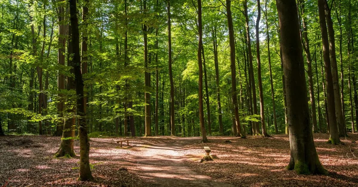 Comment la nature favorise votre relaxation au quotidien