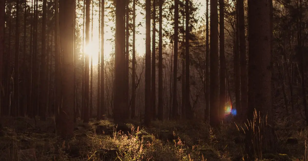 Bain de forêt : Apprenez à vous connecter à la nature