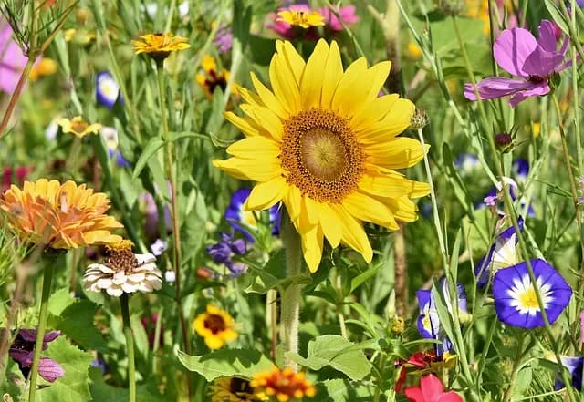Comment le jardinage peut favoriser votre relaxation quotidienne
