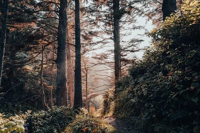 Les Bienfaits de la Nature pour Améliorer Votre Relaxation