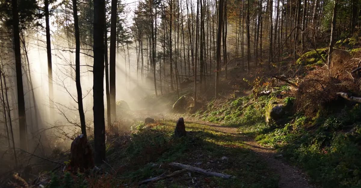 Comment la nature peut améliorer votre relaxation quotidienne