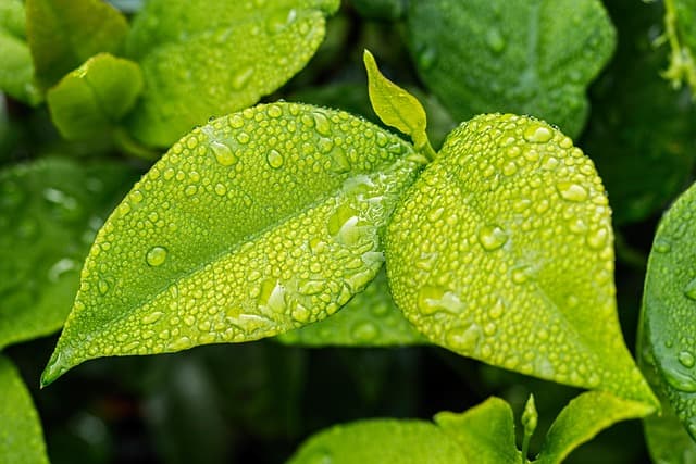 Les bienfaits du jardinage pour la relaxation et le bien-être