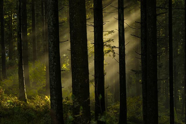 Comment la nature favorise votre relaxation au quotidien