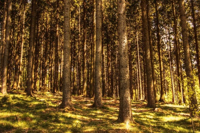 Les bienfaits surprenants de la relaxation en pleine nature
