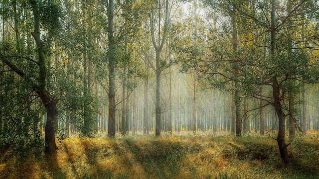Les bienfaits de la nature sur votre relaxation